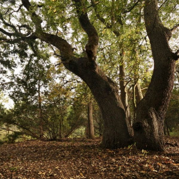 1505224200Escarpment-Live-oak-Quercus-fusiformis-detail-ep-161122_5119.jpg