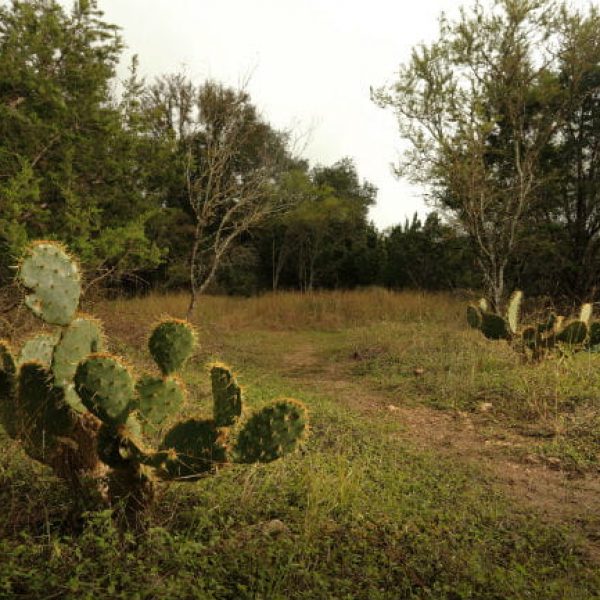 1505247576Prickly-pear-Opuntia-lindheimeri-detail-eric-pohl-161122_5131.jpg