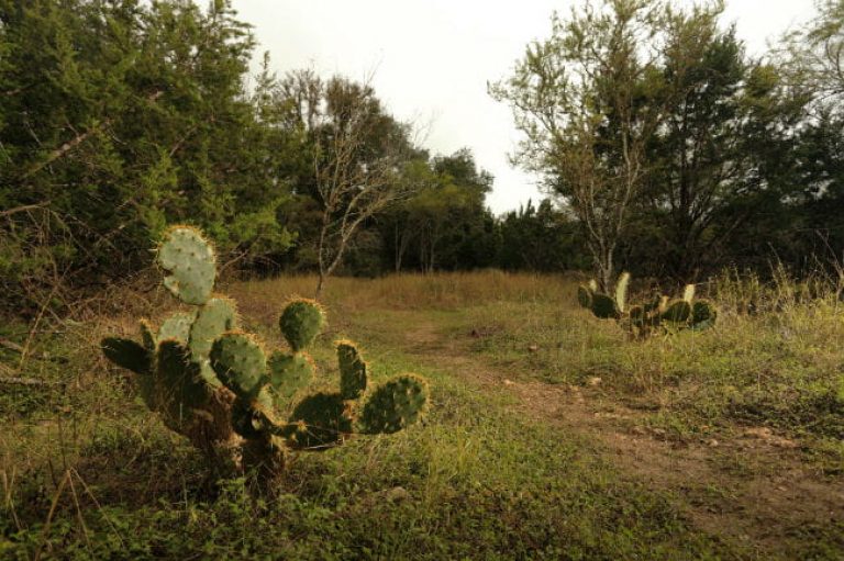 1505247576Prickly-pear-Opuntia-lindheimeri-detail-eric-pohl-161122_5131.jpg