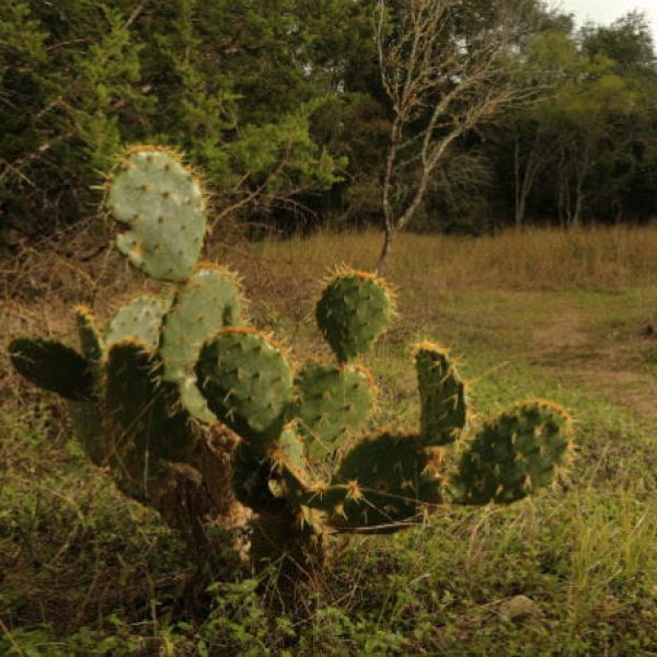 1505247792Prickly-pear-Opuntia-lindheimeri-detail2-ep-161122_5131.jpg