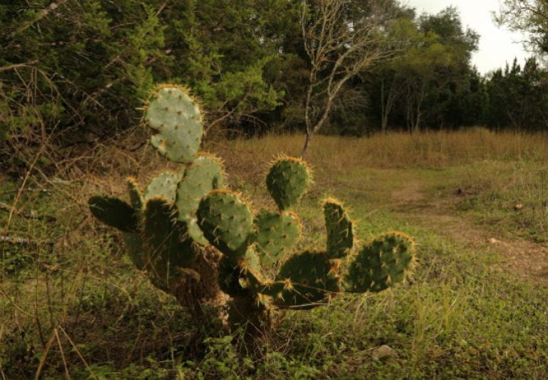 1505247792Prickly-pear-Opuntia-lindheimeri-detail2-ep-161122_5131.jpg