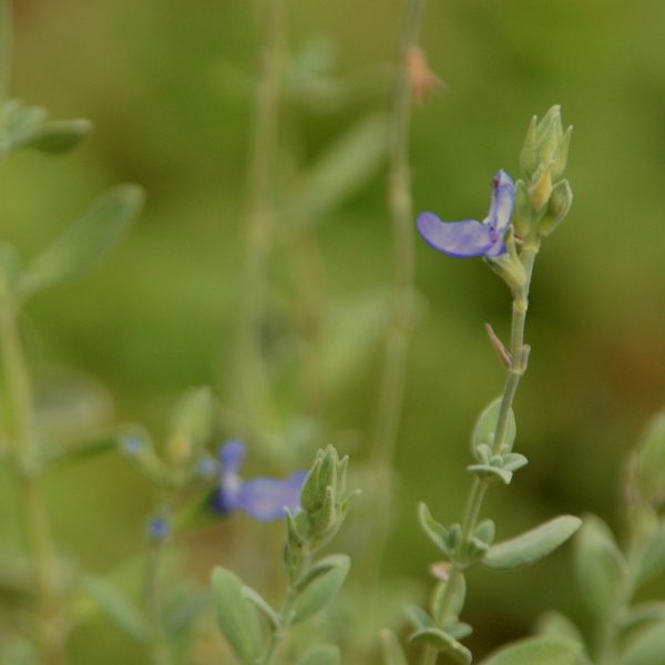 1506105083Sage-Mexican-blue-Salvia-chamaeryoides-detail.jpg