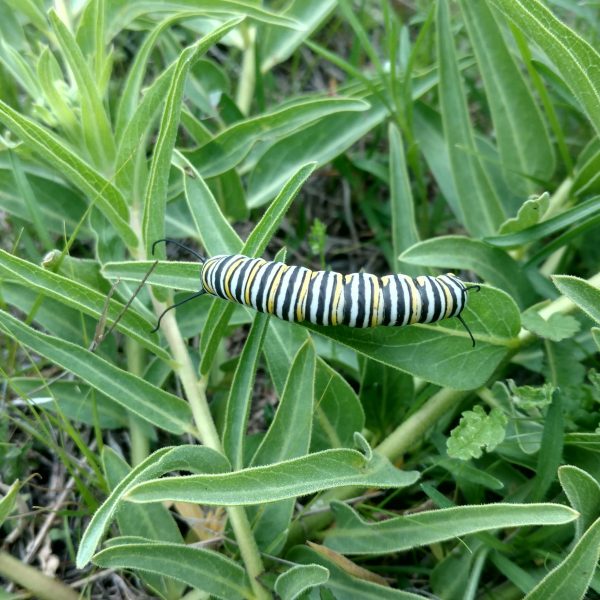 1506431003Milkweed-green-flowered-Asclepias-asperula-monarch.jpg