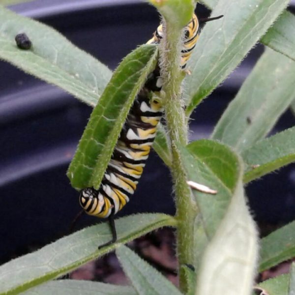 1506432206Milkweed-butterfly-Asclepias-tuberosa-monarch.jpg