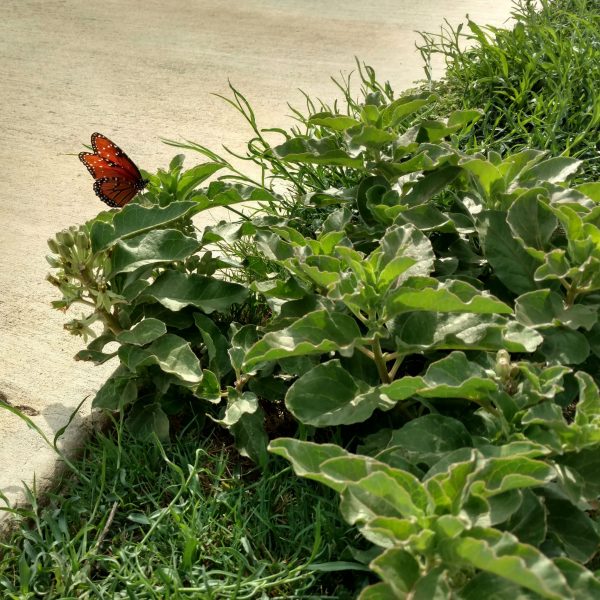 1506604733milkweed-zizotoes-Asclepias-oenotheroides-queen2.jpg