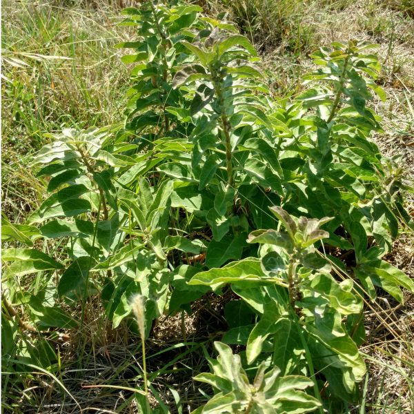 1506604754milkweed-zizotes-Asclepias-oenotheroides-plant2.jpg