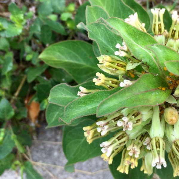 1506690311milkweed-zizotes-Asclepias-oenotheroides-detail-flower-august-2017-closeup-650.jpg