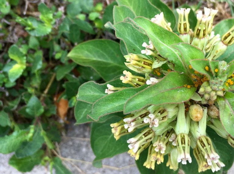 1506690311milkweed-zizotes-Asclepias-oenotheroides-detail-flower-august-2017-closeup-650.jpg