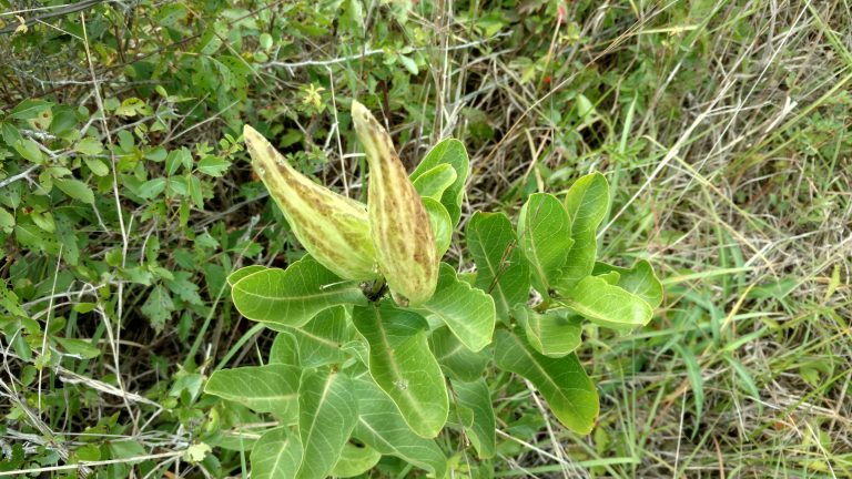 1506976996Milkweed-green-Asclepias-viridis-pod.jpg