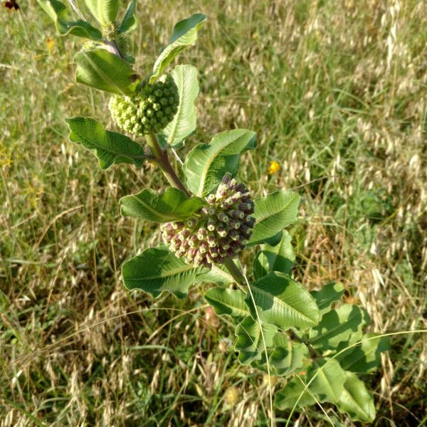 1506978071milkweed-wand-Asclepias-viridiflora2.jpg