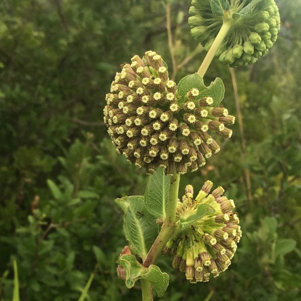 1506978100milkweed-wand-Asclepias-viridiflora-plant.jpg