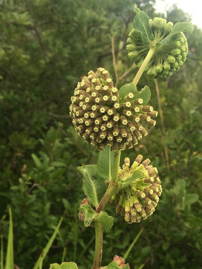 1506978100milkweed-wand-Asclepias-viridiflora-plant.jpg
