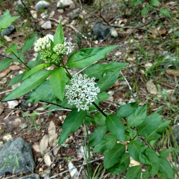 1507057326Milkweed-Texas-Asclepias-texana.jpg