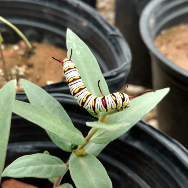 1507060718Milkweed-green-Asclepias-viridis-Queen.jpg