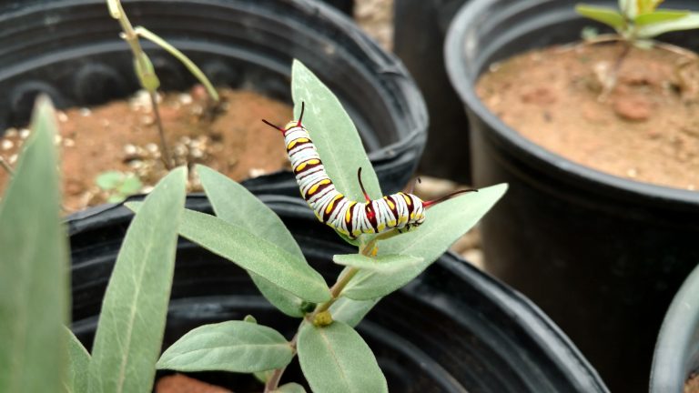 1507060718Milkweed-green-Asclepias-viridis-Queen.jpg
