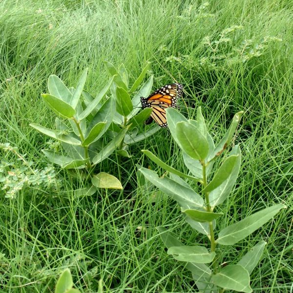 1507120328Milkweed-green-Asclepias-viridis-monarch.jpg