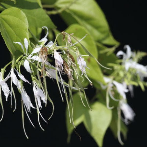 1507139463mexican-orchid-bauhinia-mexicana-detail-flowers-mitchell-lake-september-eric-pohl.jpg