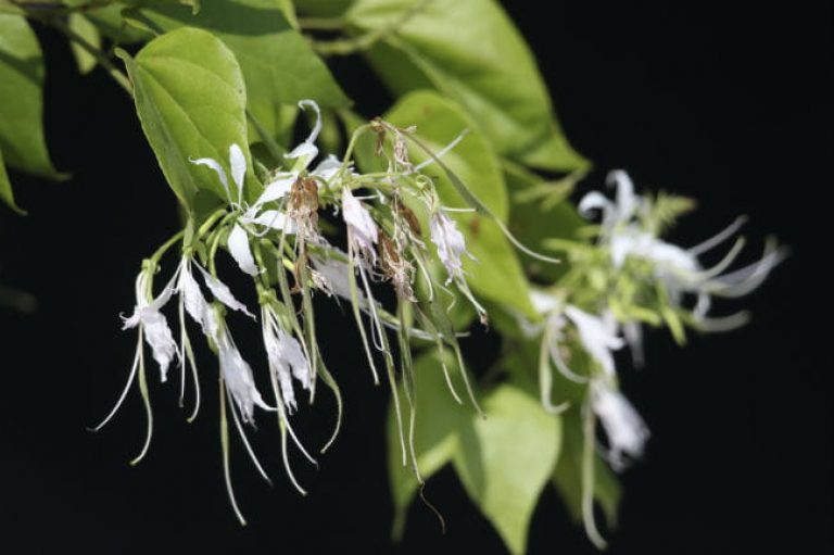1507139463mexican-orchid-bauhinia-mexicana-detail-flowers-mitchell-lake-september-eric-pohl.jpg
