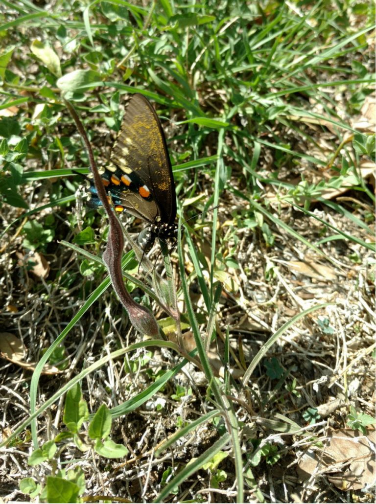 1507206487Swanflower-Aristolochia-erecta-swallowtail2.jpg