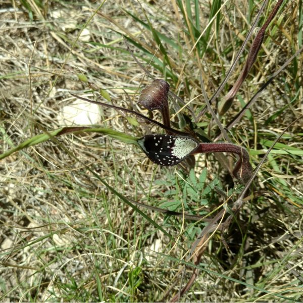 1507209076Swanflower-Aristolochia-erecta-full.jpg