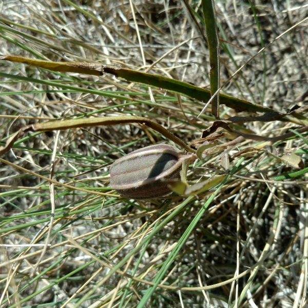 1507209095Swanflower-Aristolochia-erecta-pod.jpg