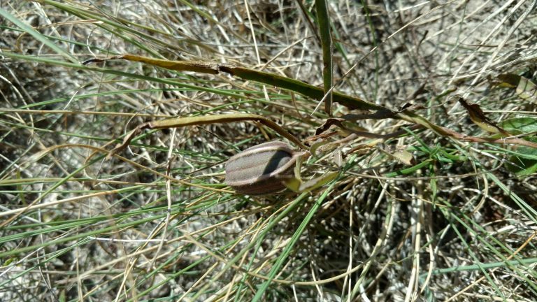 1507209095Swanflower-Aristolochia-erecta-pod.jpg
