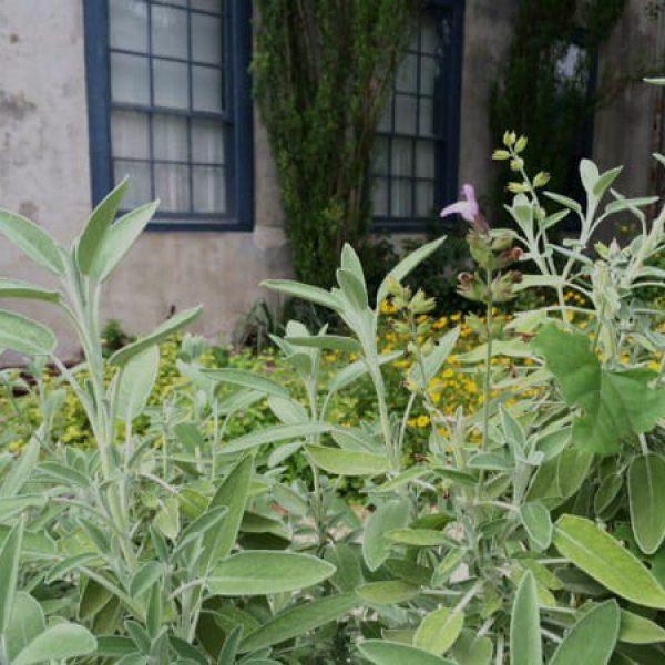 1511972268Sage-garden-common-Salvia-officinalis-New-Braunfels-Lindheimer-House-May-2016-600.jpg