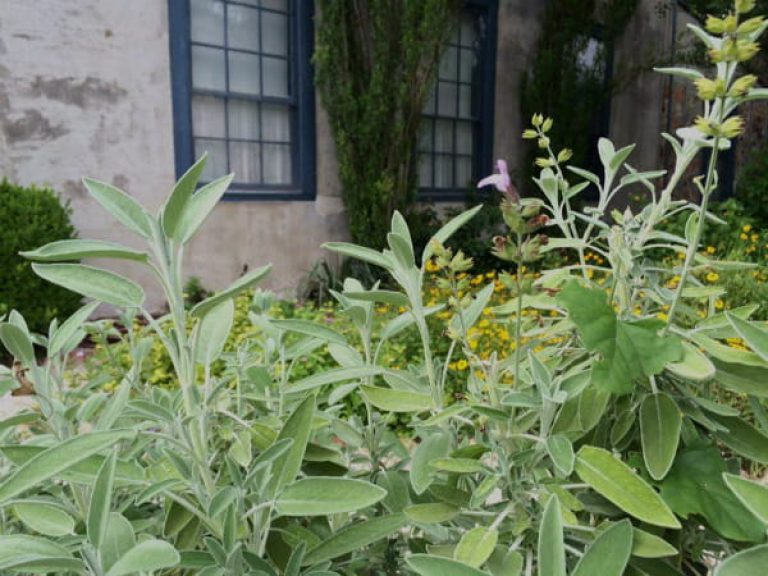 1511972268Sage-garden-common-Salvia-officinalis-New-Braunfels-Lindheimer-House-May-2016-600.jpg