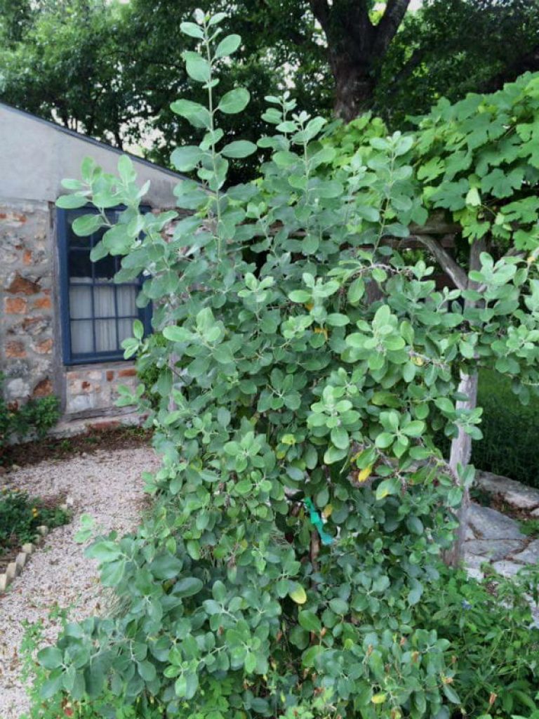 1511976614Mexican-silktassel-Garrya-ovata-form-New-Braunfels-Lindheimer-House-6-2016-600.jpg