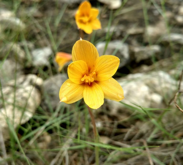 1512510002Cooperlily1.jpg