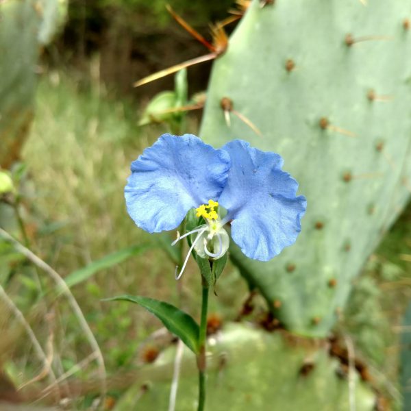 1512588371Dayflower-Commelina-erecta1.jpg