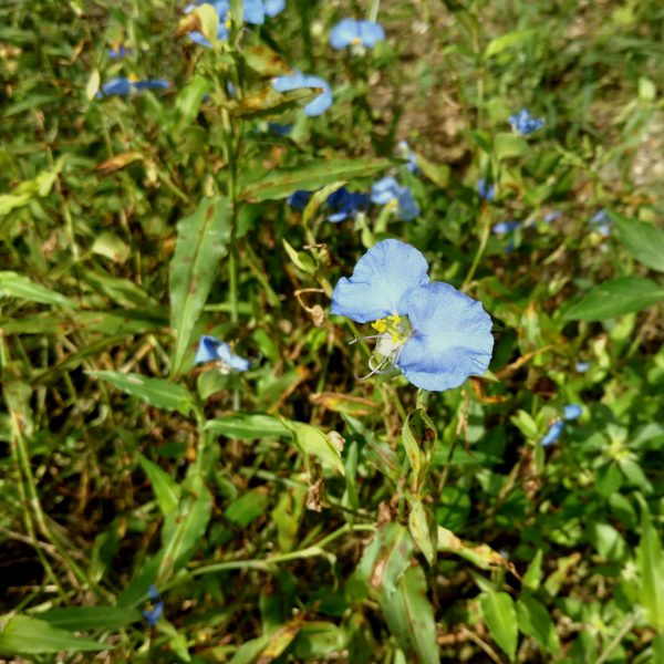 1512588378Dayflower-Commelina-erecta2.jpg