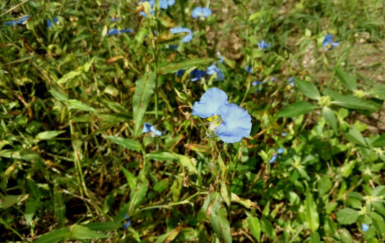 1512588378Dayflower-Commelina-erecta2.jpg