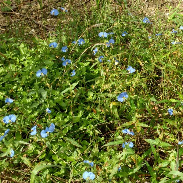 1512588387Dayflower-Commelina-erecta-mass.jpg