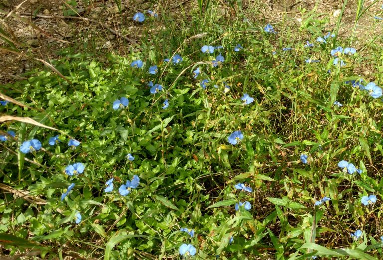 1512588387Dayflower-Commelina-erecta-mass.jpg