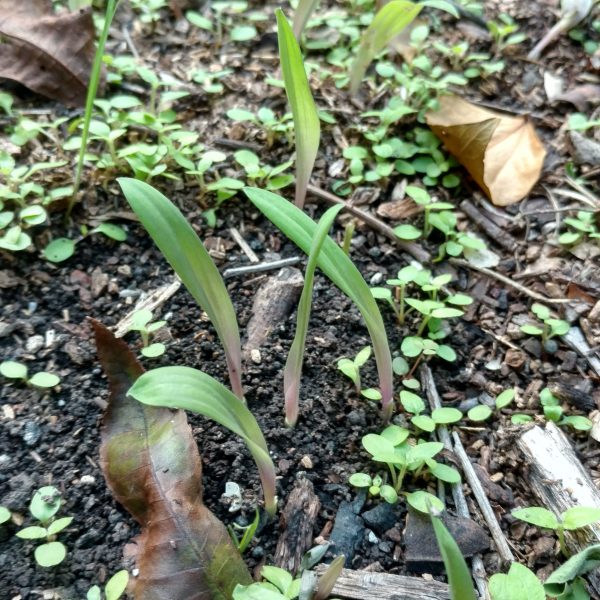 1512589704False-dayflower-Tinantia-sprout.jpg