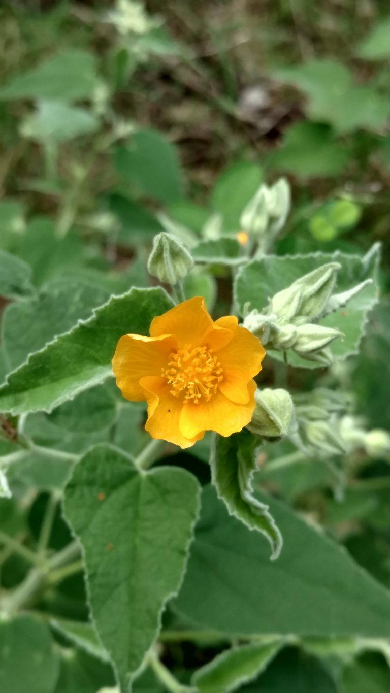 1512590724Velvet-mallow-Allowissadula-holosericea-open-flower.jpg