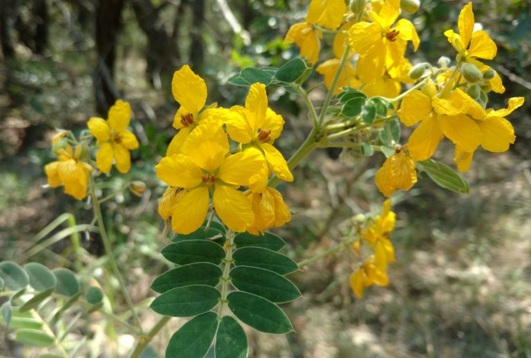 1512592083senna-velvet-leaf-senna-lindheimeri.jpg