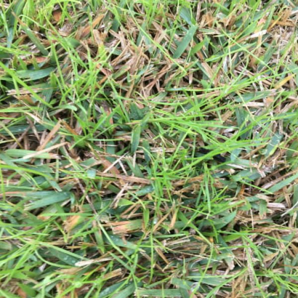 1512758781Ryegrass-in-zoysia-650.jpg