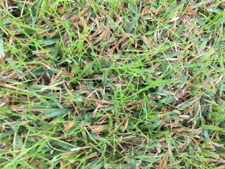 1512758781Ryegrass-in-zoysia-650.jpg