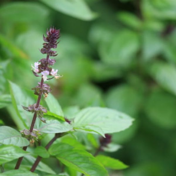 1513108500Basil-Sweet-Thai-Ocimum-basilicum-thyrsiflora-detail-SABG-brad-wier.jpg