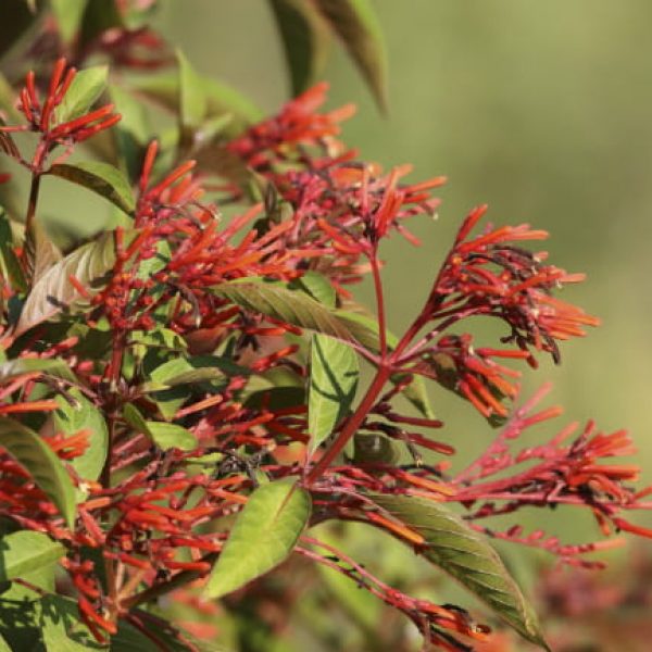 1513109214plants-firebush-Hamelia-patens-detail-flower-eric-pohl-mitchell-lake-september-650.jpg