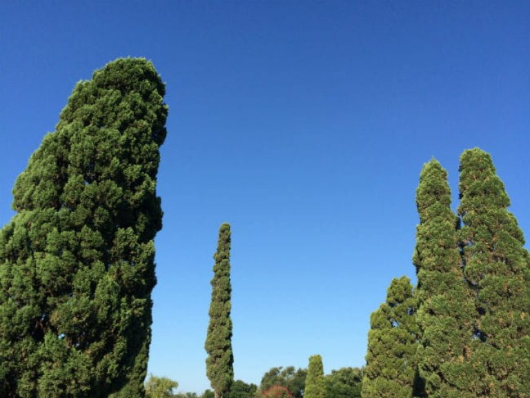 1513109369cypress-italian-Cupresus-sempervirens-form-650.jpg