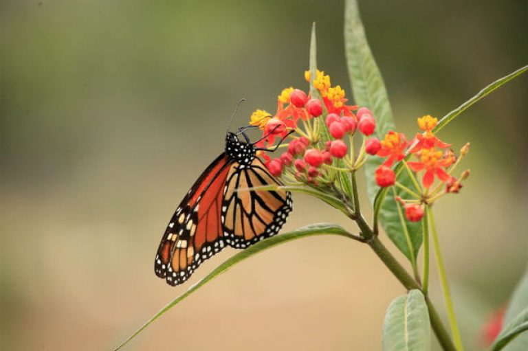 1513112240Milkweed-Asclepias-mexicana-detail-with-monarch-ep-full-650.jpg