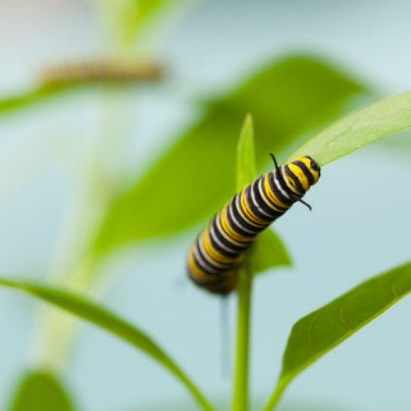 1513112259Milkweed-tropical-Asclepias-curassivaca-detail-with-Monarch-caterpillar-jr-650.jpg