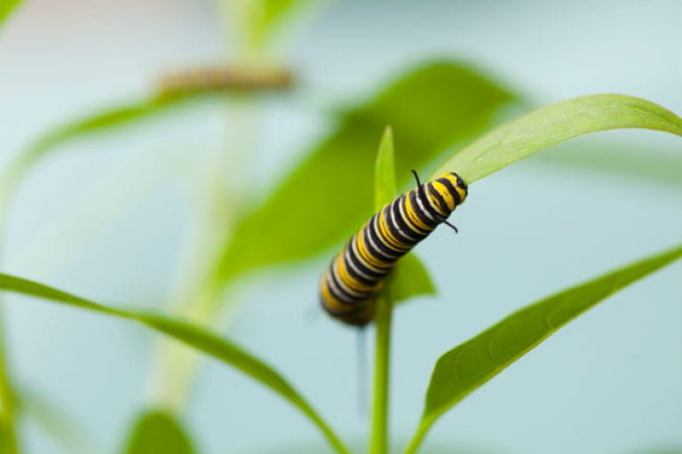 1513112259Milkweed-tropical-Asclepias-curassivaca-detail-with-Monarch-caterpillar-jr-650.jpg