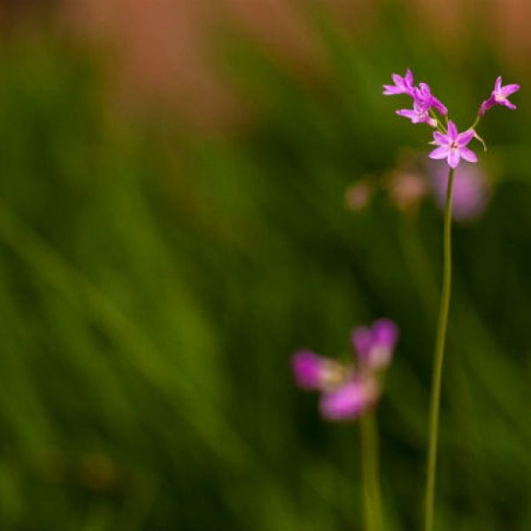 1513112537Society-garlic-Tulbaghia-violacea-detail-SA-Central-Library-jr.jpg