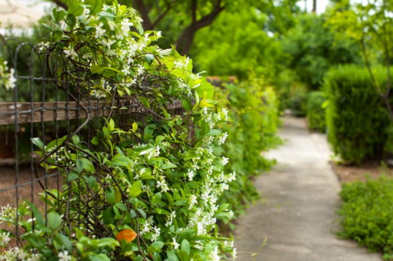 1513112825Confederate-jasmine-Trachelospermum-jasminoides-detail-King-William-brad-wier.jpg