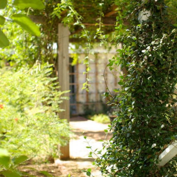 1513112990Confederate-jasmine-Trachelospernum-jasminoides-form-King-William-2-650-brad-wier.jpg