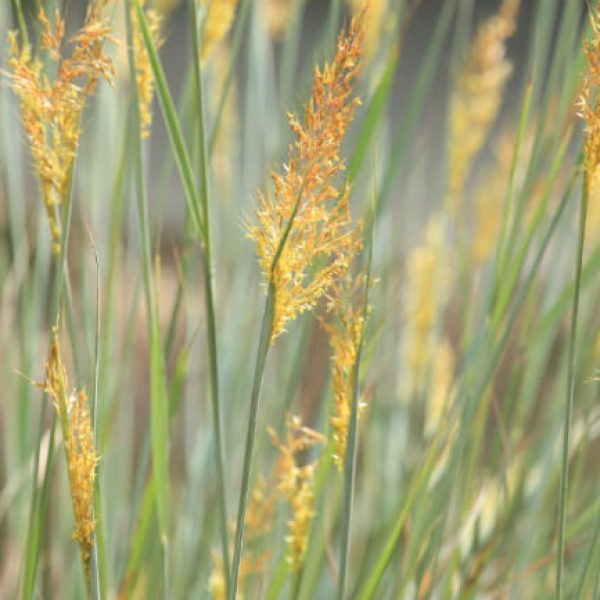 1513171719Indian-grass-Sorghastrum-nutans-detail-SABG-Brad-Wier-September-2017-650.jpg